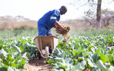 Netherlands’ Impressive Agric Credentials: Can Ghana Borrow A Leaf?