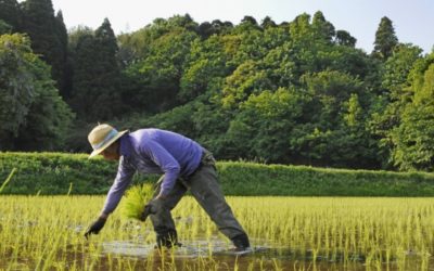 JAPAN – AN AGRIC NATION THRIVING DESPITE THE ODDS