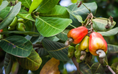 TOWARDS A REVITALISED CASHEW PRODUCTION SUB-SECTOR