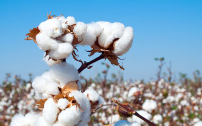 IT’S TIME TO RESUSCITATE DORMANT COTTON SUB-SECTOR