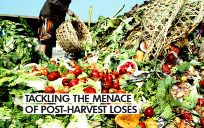 TACKLING THE MENACE OF POST-HARVEST LOSES